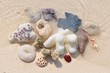 Korallen am Strand
