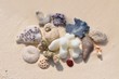 Korallen am Strand
