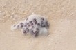 Koralle am Strand