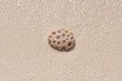 Koralle am Strand