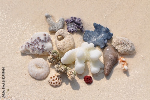 Foto: Korallen am Strand Korallen am Strand