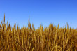 wheat field over blue sky