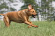 jagender Ridgeback