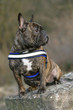 Französische Bulldogge