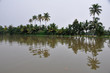 Palms along canals and lakes in Kerala, India