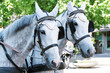 Horses in harness on a city street