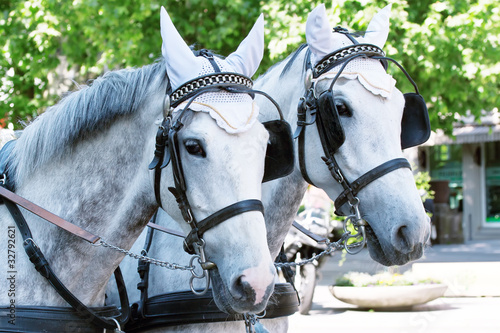 Photo: Horses in harness on a city street Horses in harness on a city street