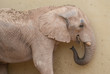 éléphant