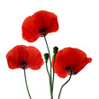 mohnblumen