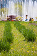 city park in summer with flowerbed in front