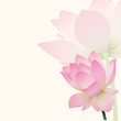Lotus background