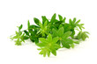 Waldmeister