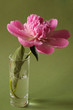 peony flower #2 peony flower #2