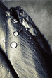Drops Drops