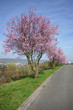 Paysage campagne 50