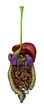 Female abdominal organs - posterior view
