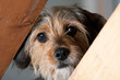 Borkie Dog Peeking Through a Gap
