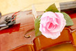 Rose on Violin in Grunged Texture Rose on Violin in Grunged Texture