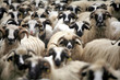 Curious sheep