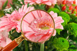 blumen
