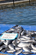 marché aux poissons, Marseille 10