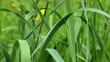 Grass sways in the light wind