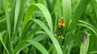 Beetle rocks on the grass