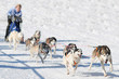Rennen mit Schlittenhunden