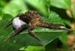 wolf spider with egg sac, pico bonito, honduras arachnid