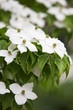 Japanische Blumen Hartriegel