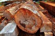 tropical wood trunks from rainforest jungle tropical wood trunks from rainforest jungle