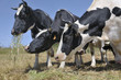 Vache Vache