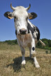 Vache Vache