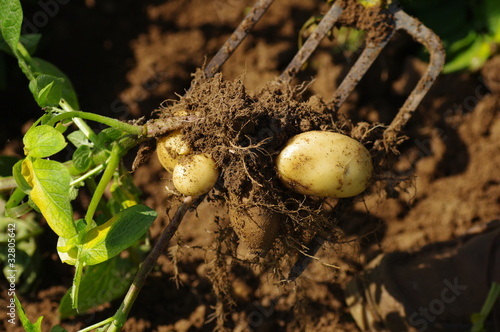 Photo: Digging Jersey Royal potatoes Digging Jersey Royal potatoes