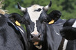 Vache Vache