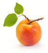 Apricot with leaves Apricot with leaves