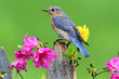 Eastern Bluebird Eastern Bluebird