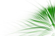Abstract green grass background
