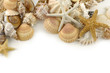 Sea shells background