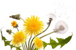 dandelion
