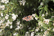 Schmetterling auf Blume