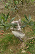 chaton gymnaste dans le petit olivier