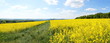 Felder im Frühling Panorama