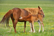 horse with foal