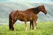 horse with foal