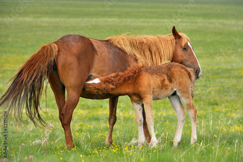 Photo: horse with foal horse with foal
