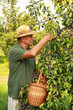 Old man gathering plums from a tree
