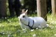 Kaninchen auf Wiese