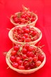 Corbeilles cerises aigres fraîchement cueillies