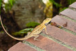 reptile
